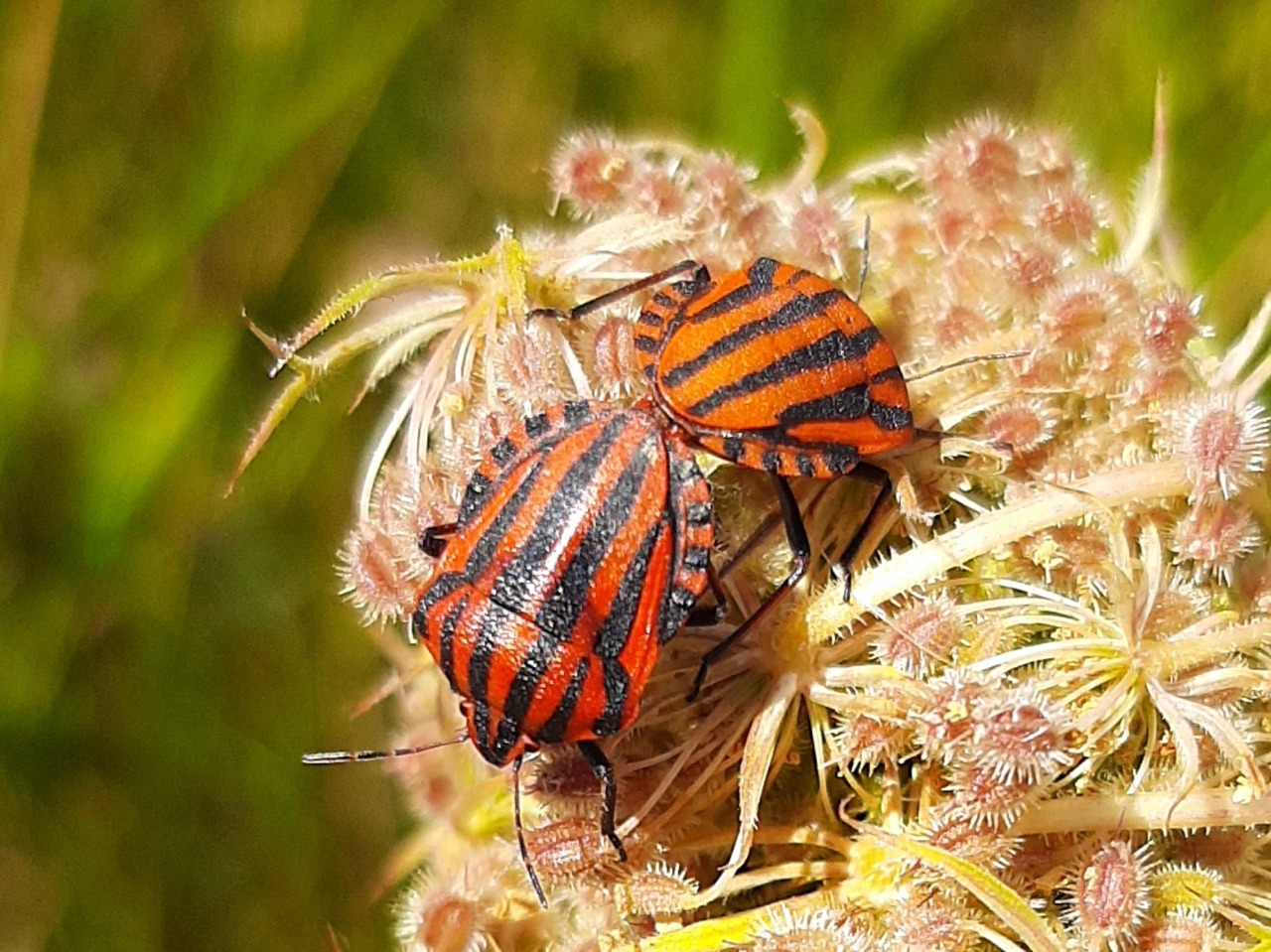 Graphosoma italicum