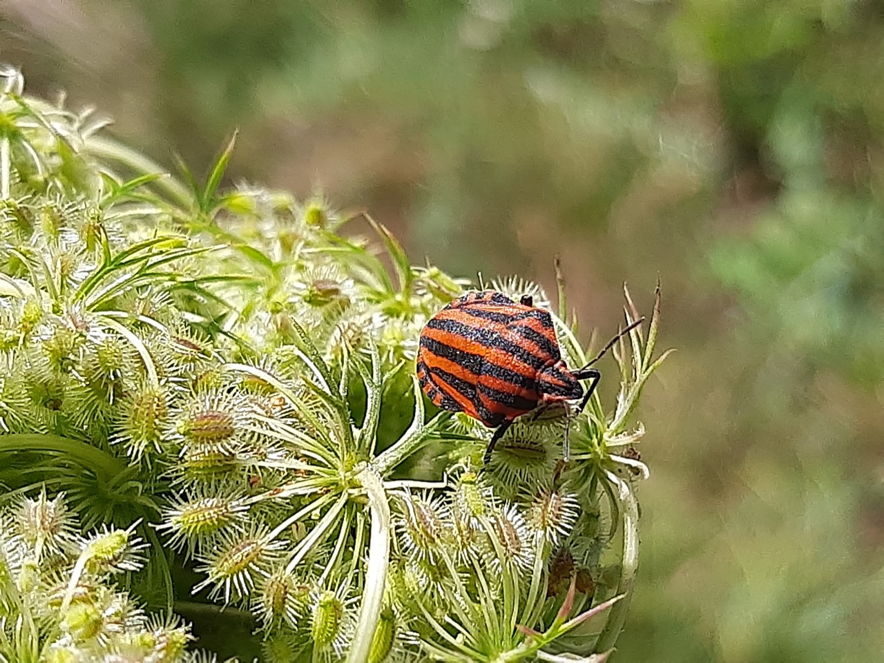 Graphosoma italicum