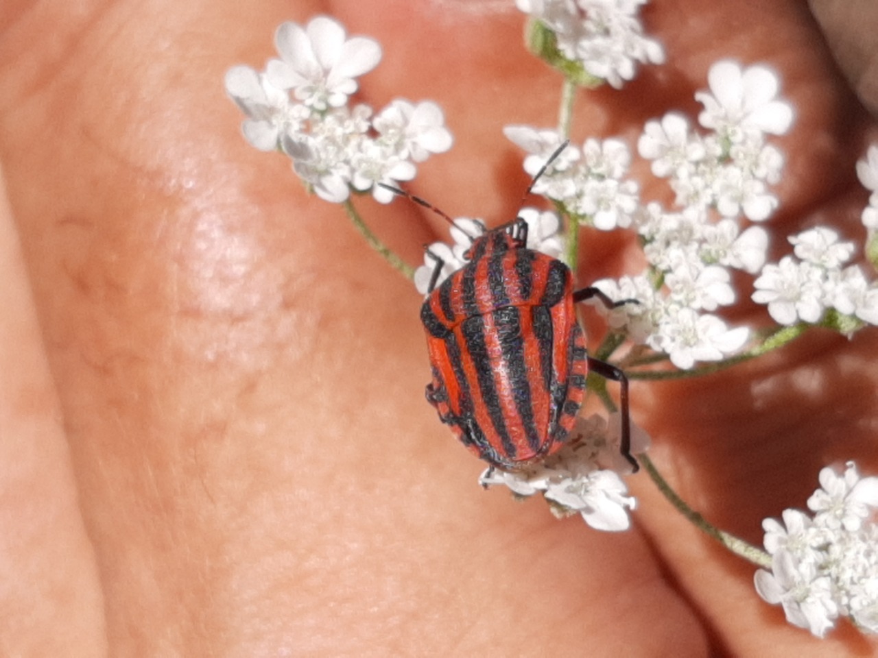 Graphosoma italicum