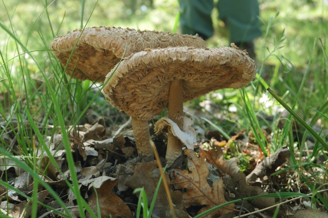 Macrolepiota procera