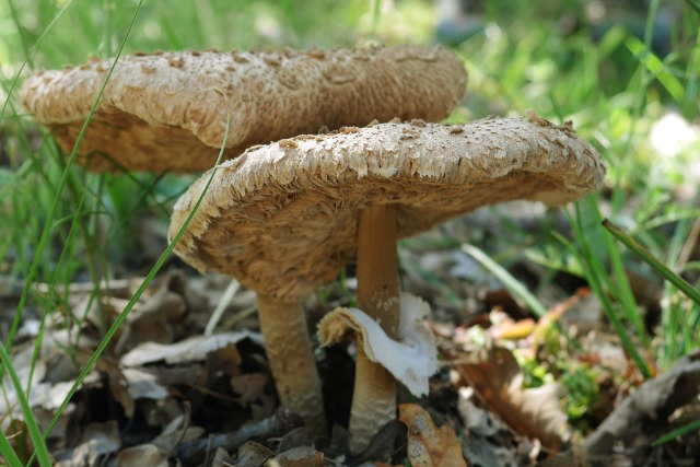 Macrolepiota procera