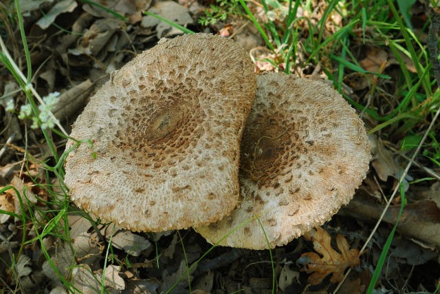 Macrolepiota procera