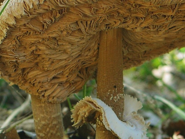 Macrolepiota procera