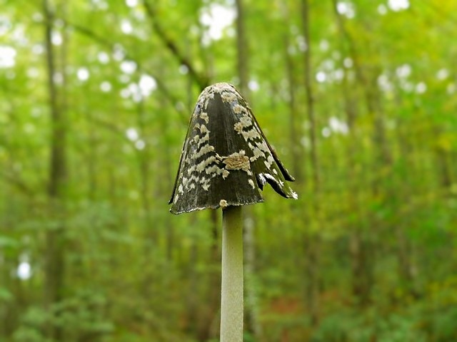 Coprinopsis picacea