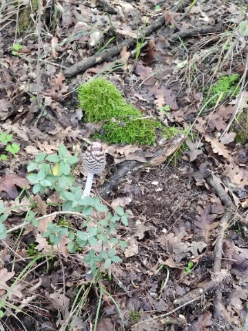 Coprinopsis picacea