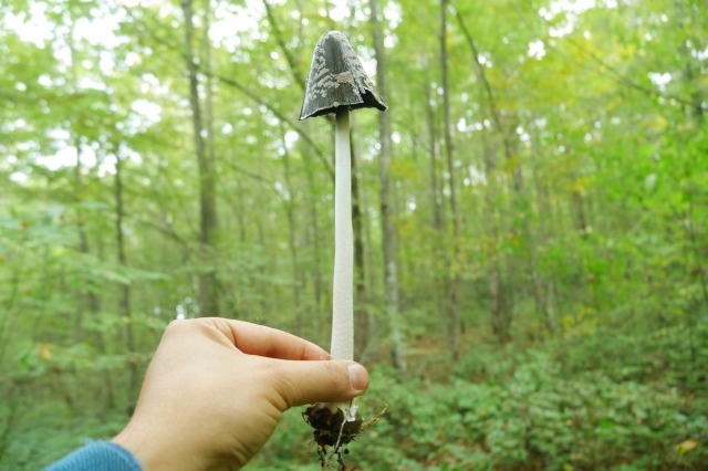 Coprinopsis picacea