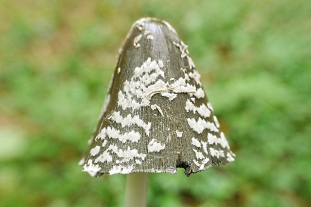 Coprinopsis picacea