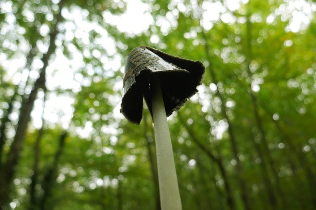 Coprinopsis picacea