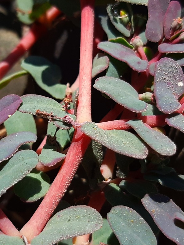 Euphorbia peplus