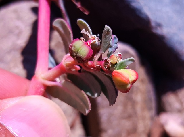 Euphorbia peplus