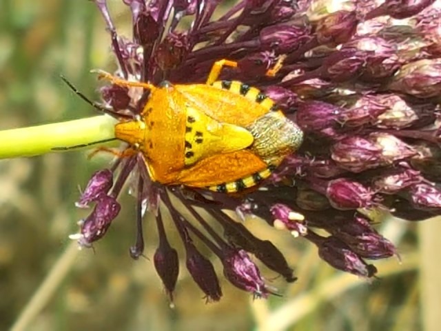 Carpocoris pudicus