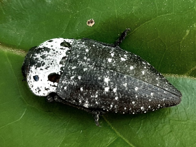 Capnodis tenebrionis