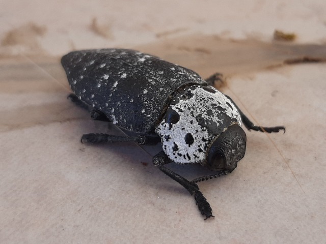 Capnodis tenebrionis