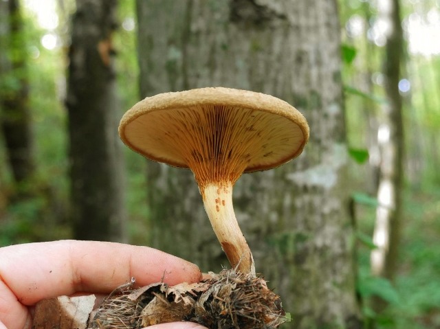 Paxillus involutus