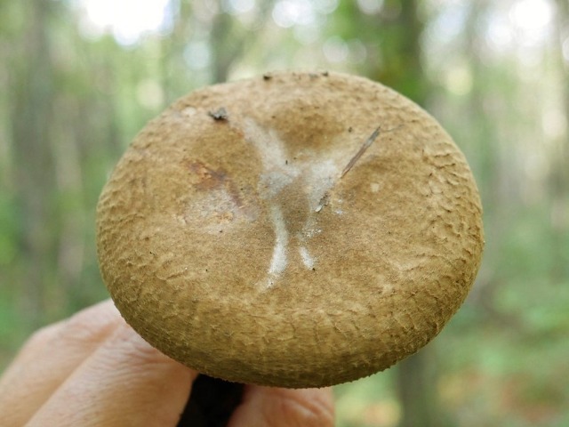 Paxillus involutus