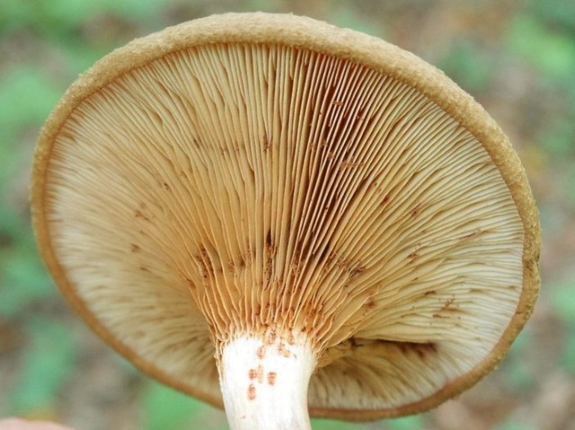 Paxillus involutus