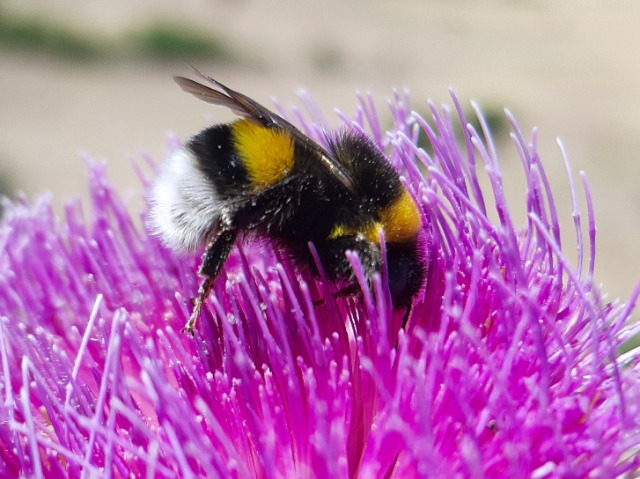 Bombus terrestris subsp. dalmatinus