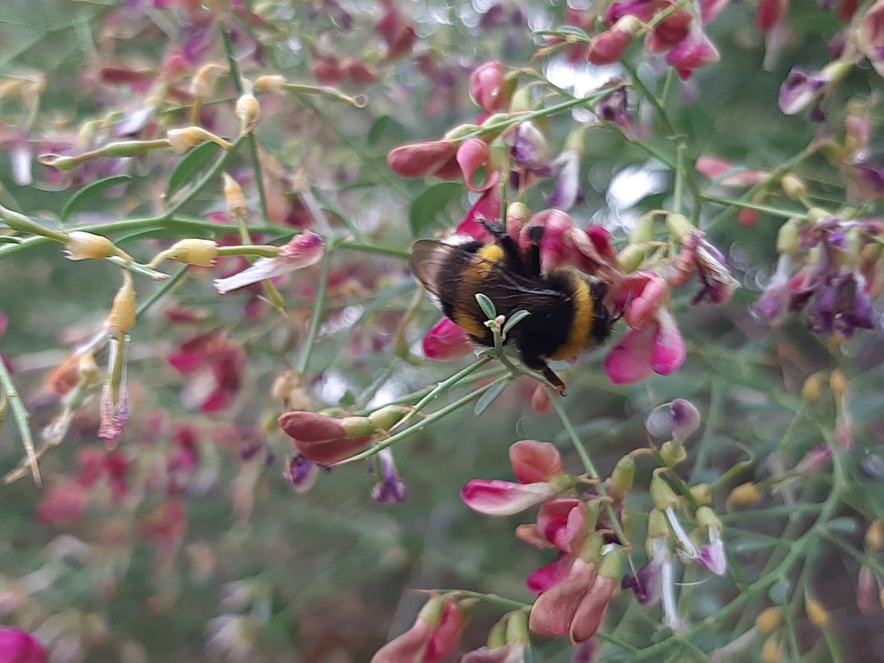 Bombus terrestris subsp. dalmatinus