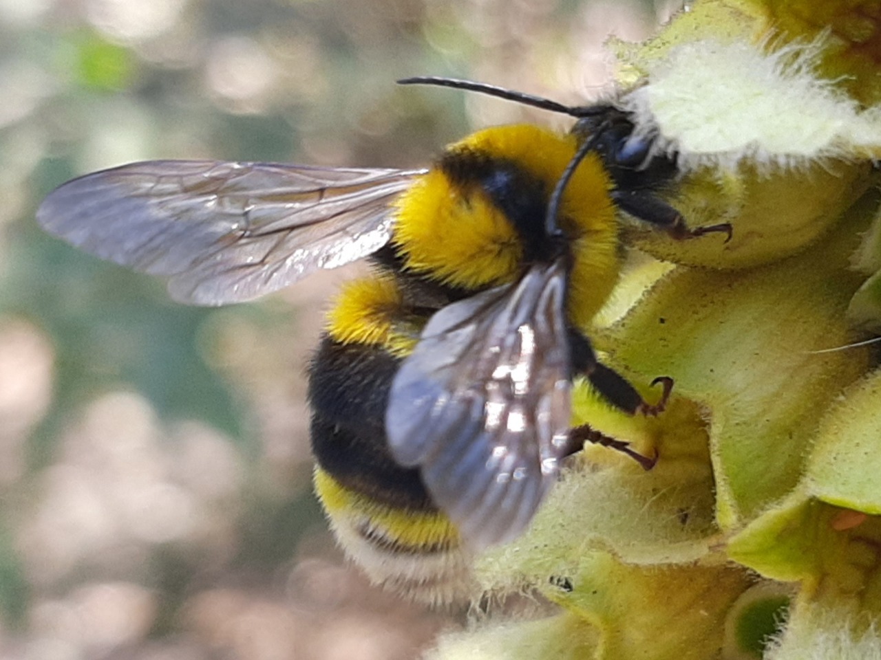 Bombus terrestris subsp. dalmatinus