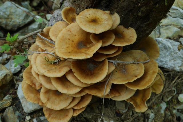 Armillaria mellea