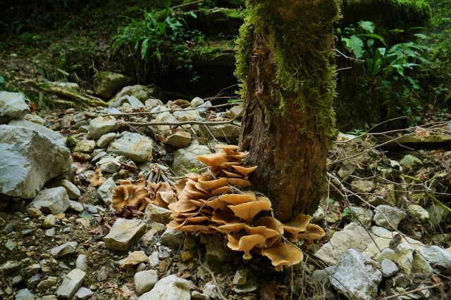 Armillaria mellea