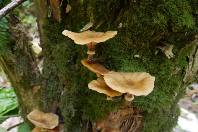 Armillaria mellea
