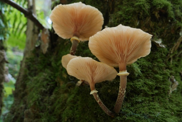 Armillaria mellea