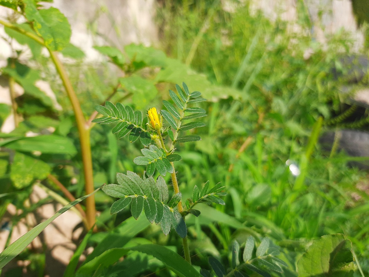 Tribulus terrestris