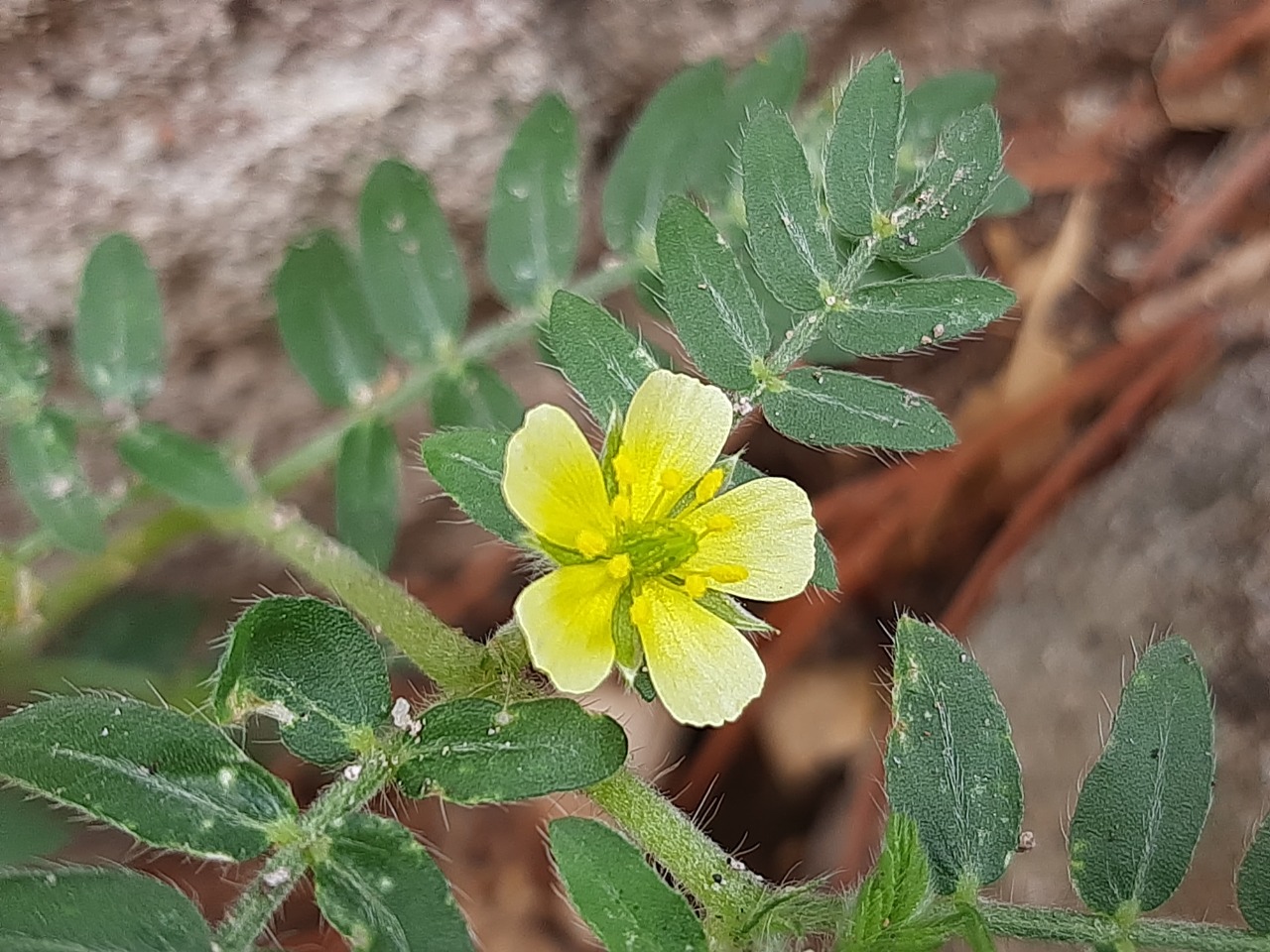 Tribulus terrestris