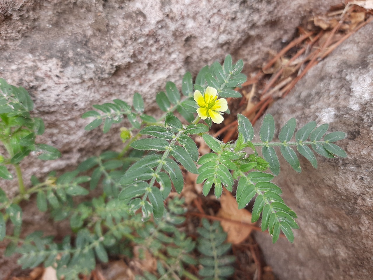 Tribulus terrestris