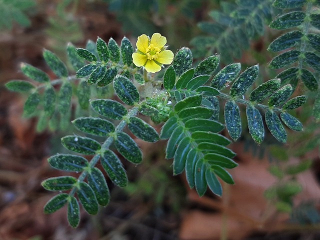 Tribulus terrestris