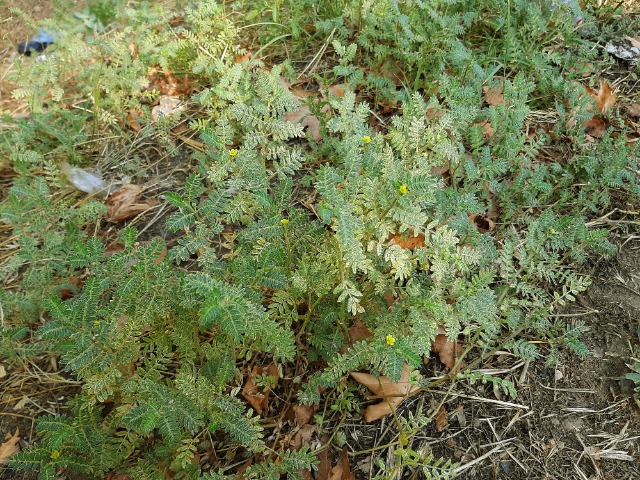 Tribulus terrestris