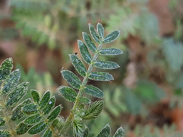 Tribulus terrestris