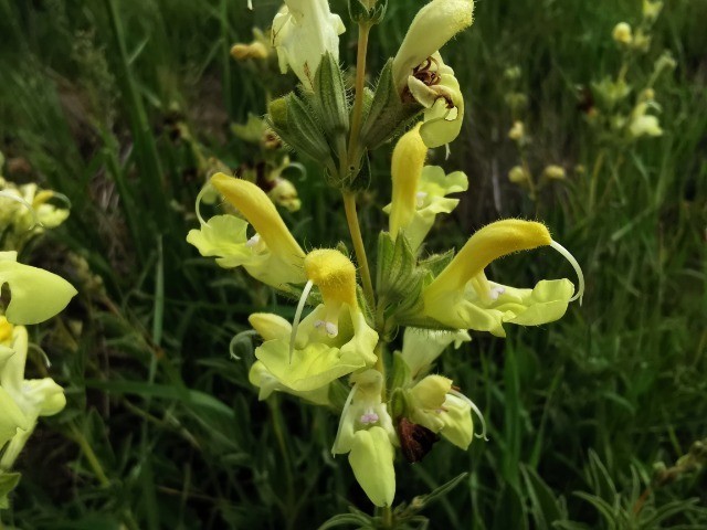 Salvia suffruticosa