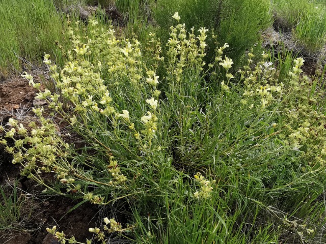 Salvia suffruticosa