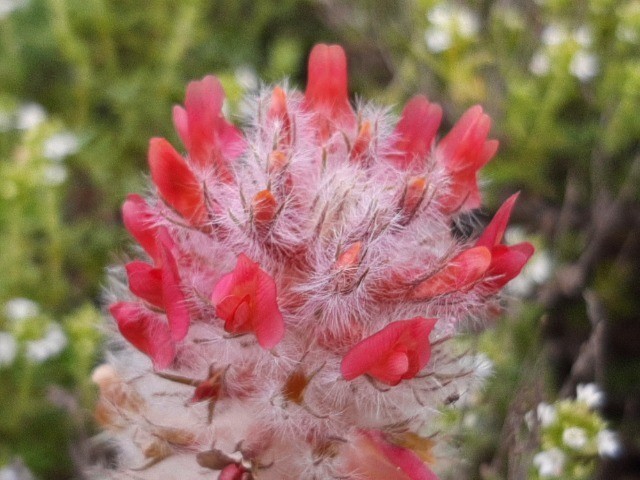 Astragalus oxytropifolius
