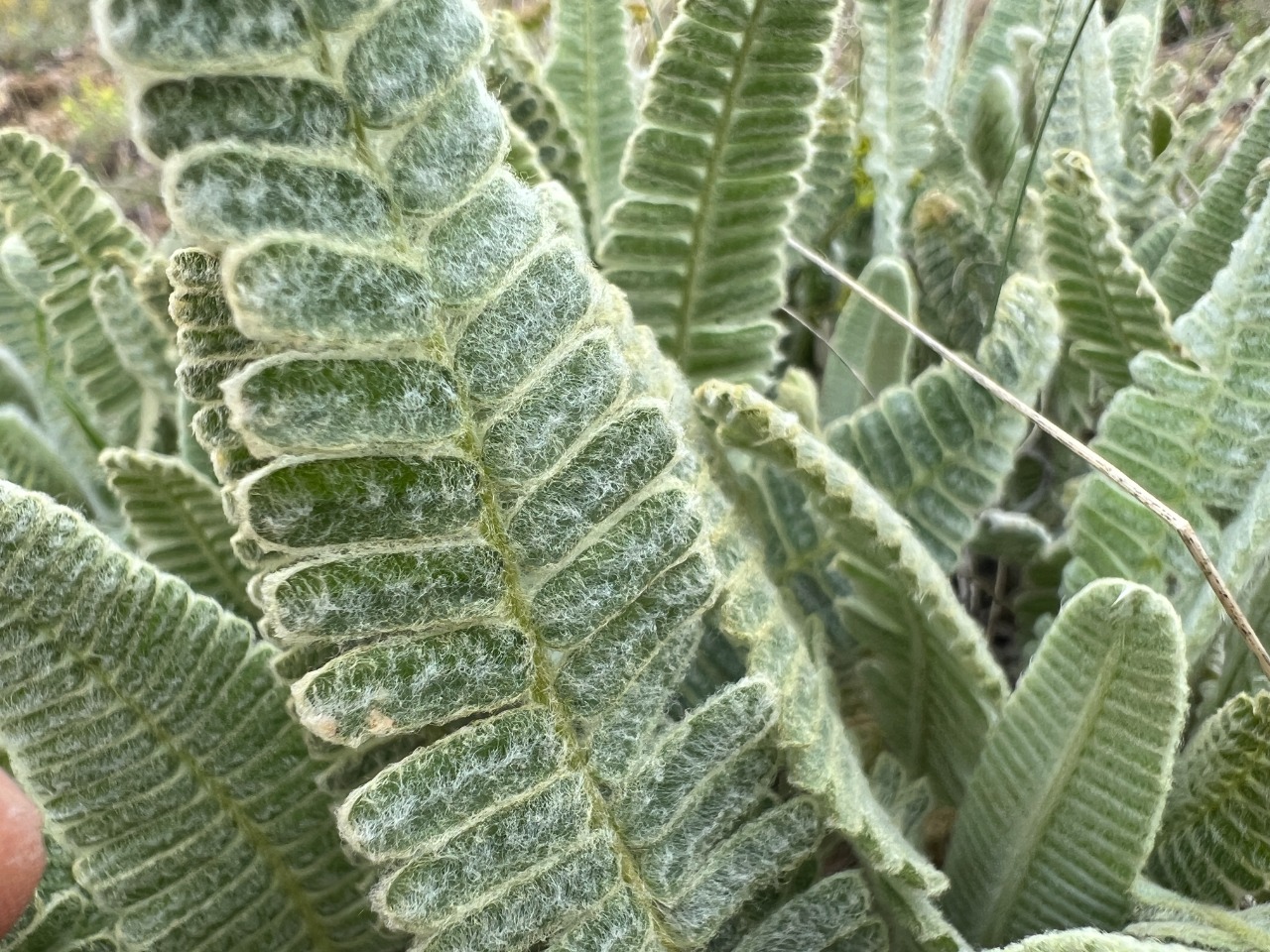Astragalus oxytropifolius