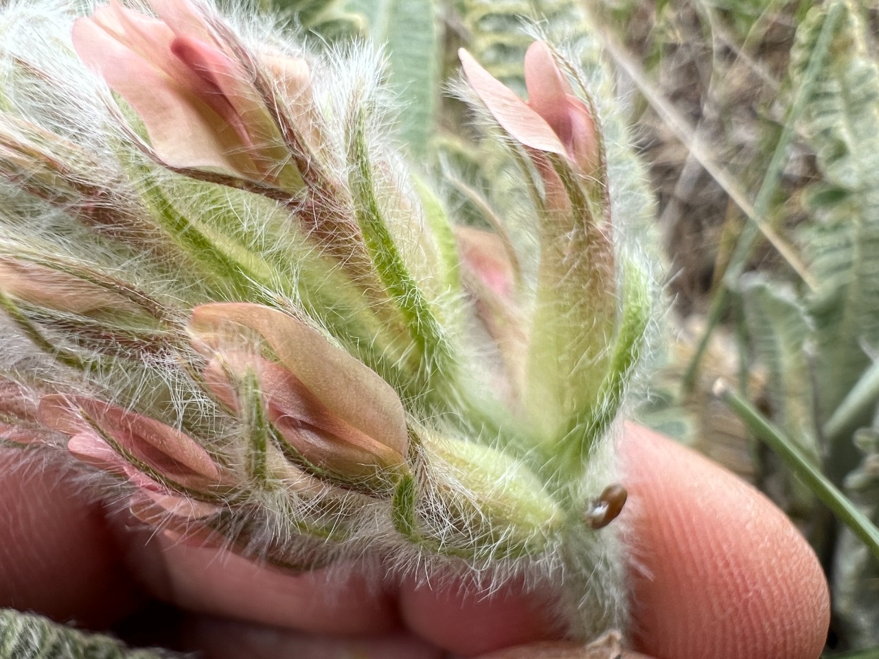 Astragalus oxytropifolius