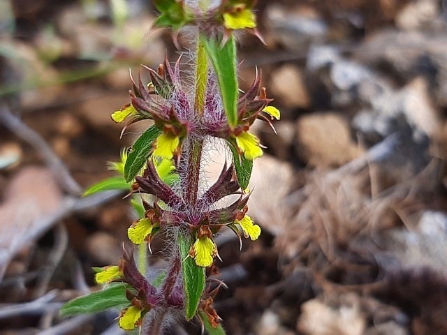 Sideritis montana