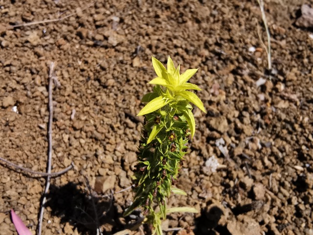 Sideritis montana