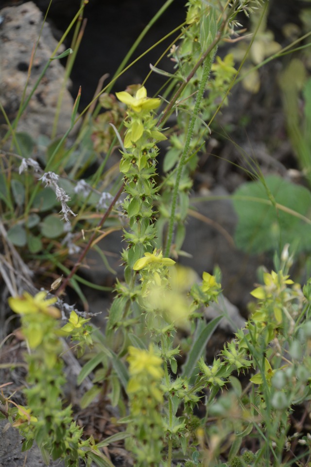 Sideritis montana