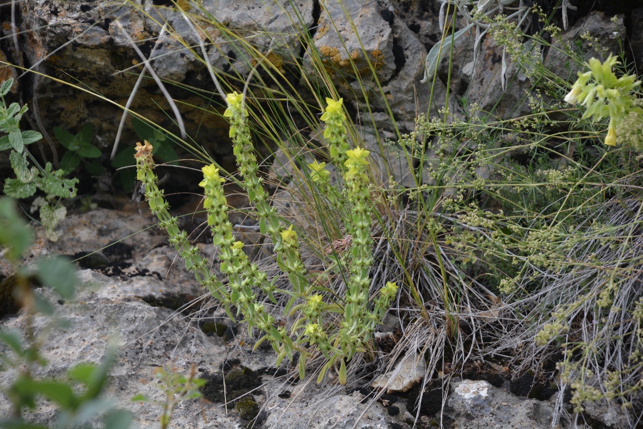 Sideritis montana