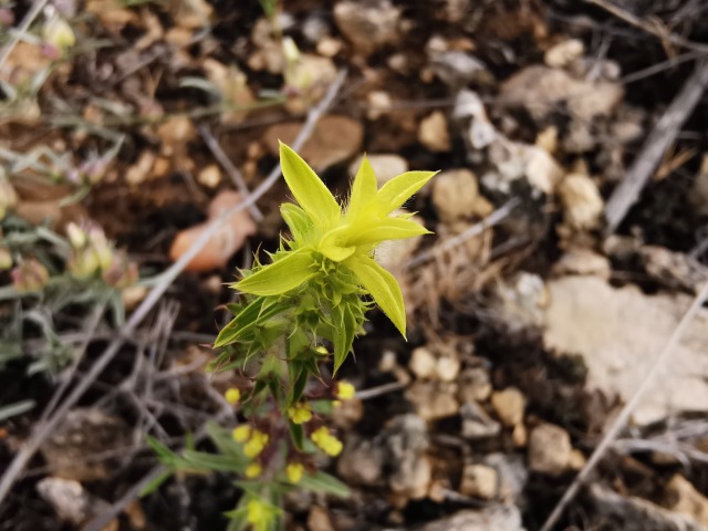 Sideritis montana