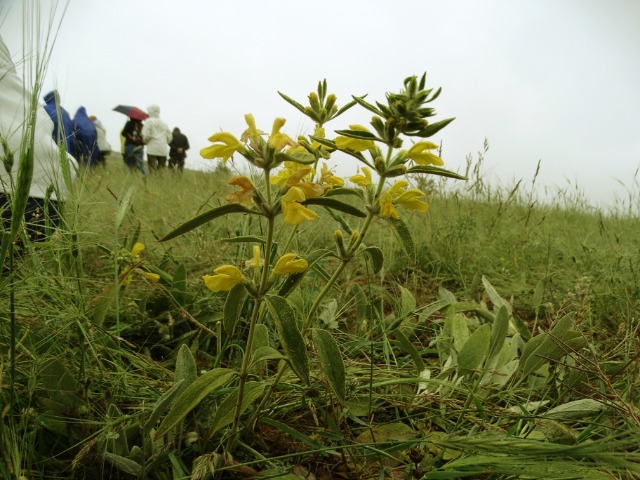 Phlomis armeniaca