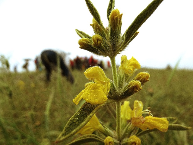 Phlomis armeniaca