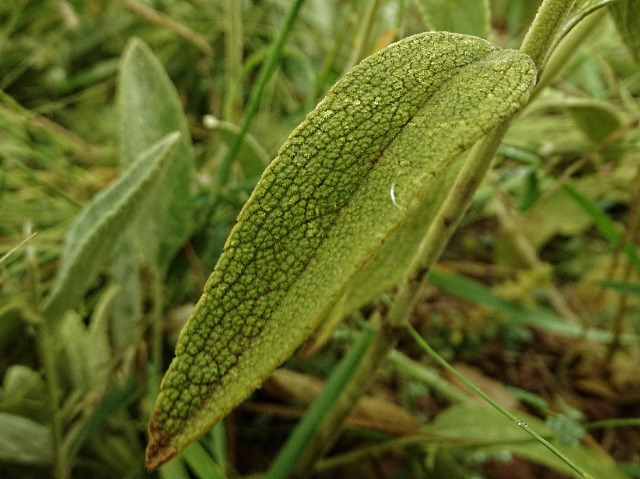 Phlomis armeniaca