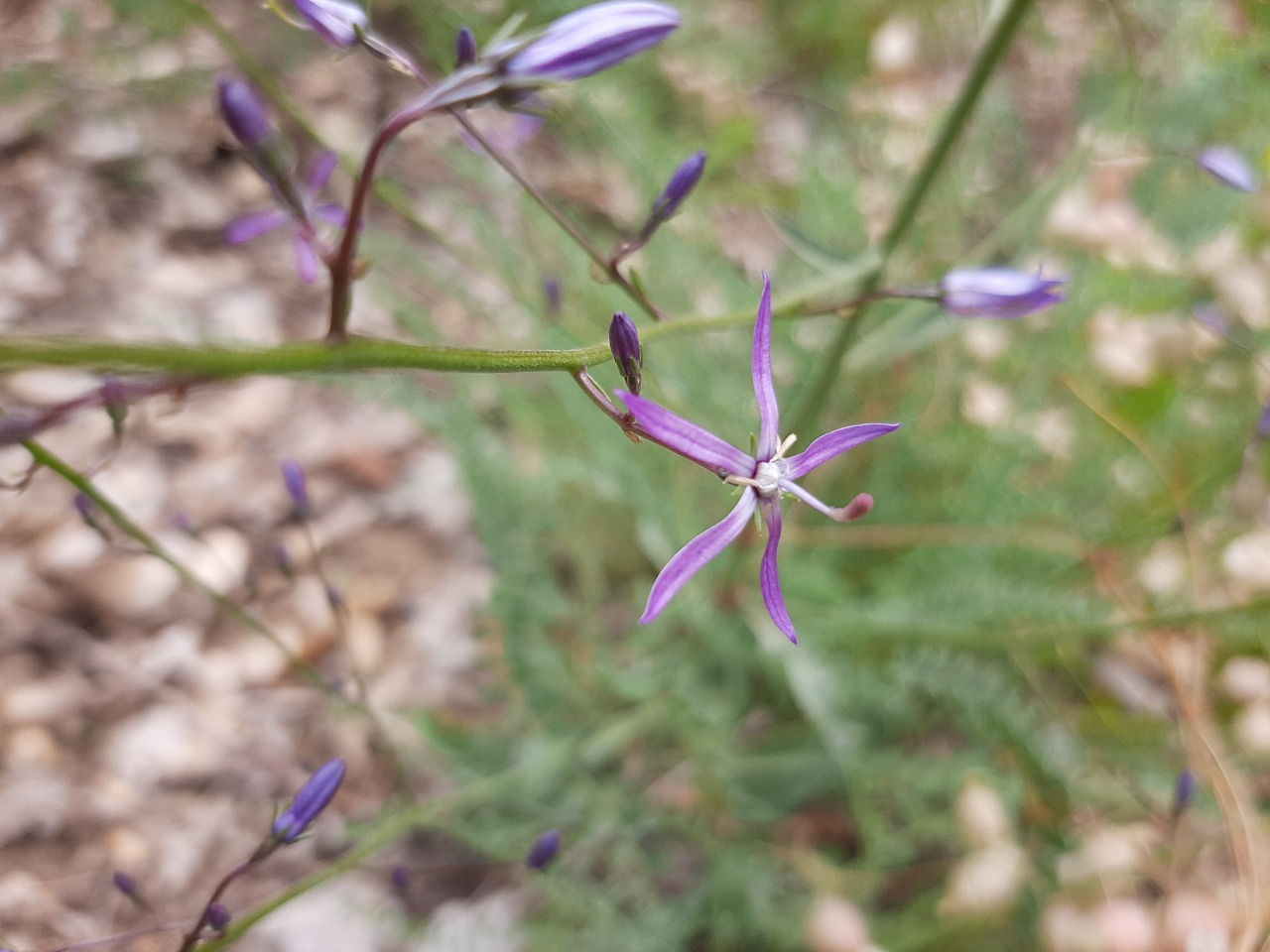 Asyneuma lobelioides