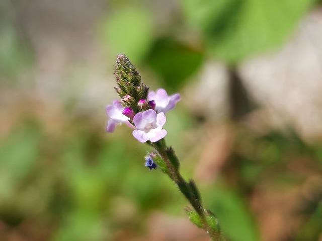 Verbena officinalis