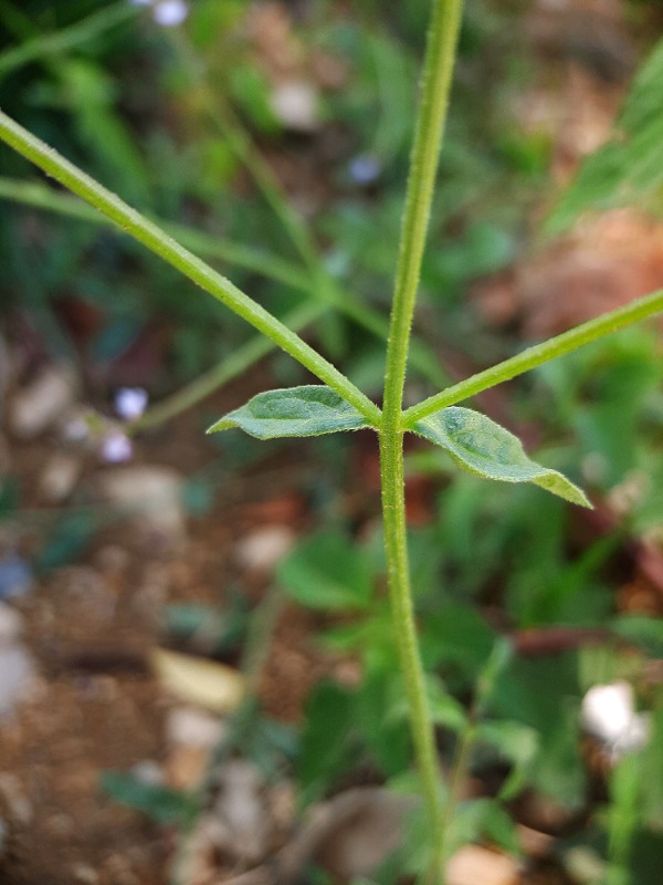 Verbena officinalis