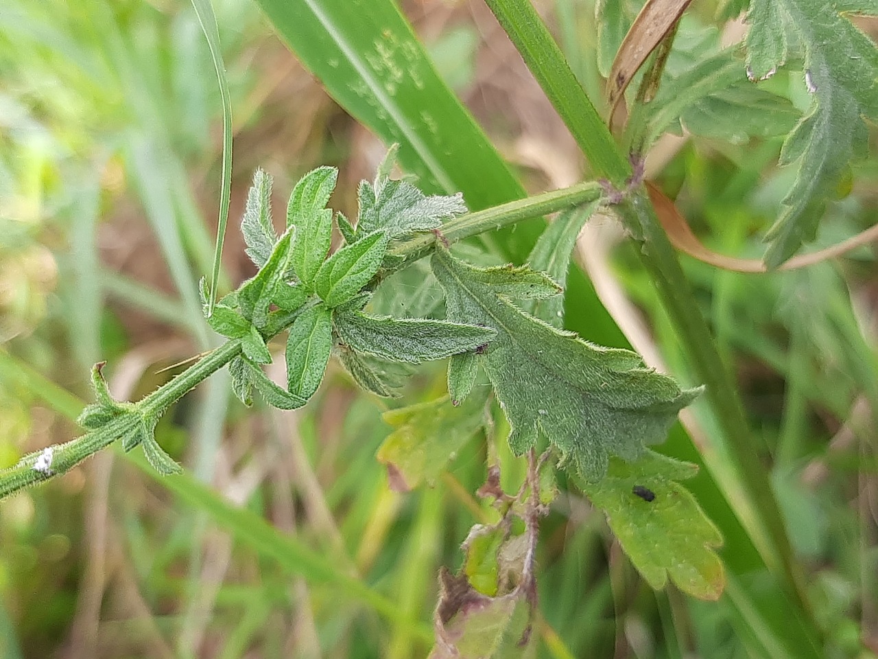 Verbena officinalis